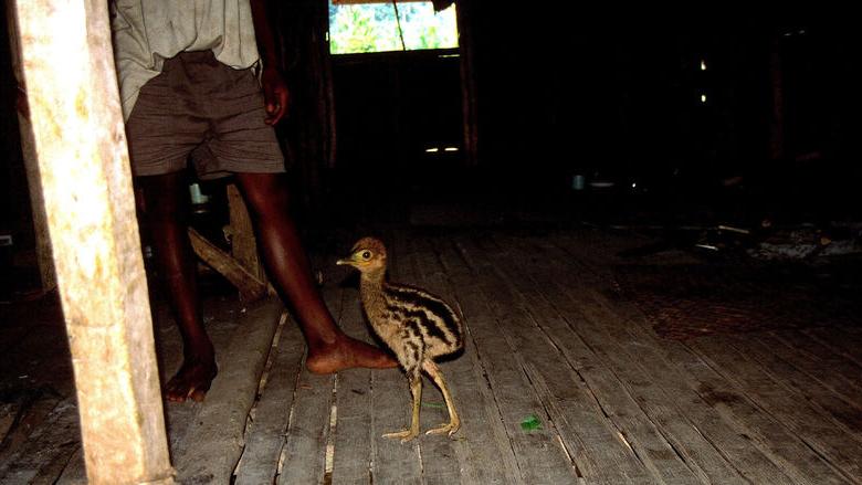 scrawny looking brown cassowary chick on a wood floor